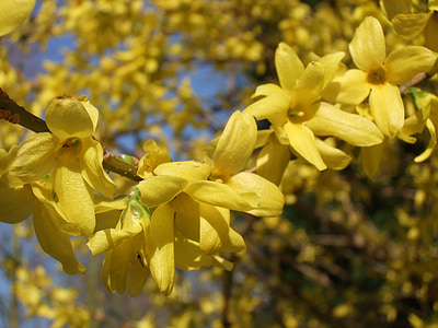 dekorativní keř Zlatice, zahradní rostliny, Zlatá lila, zlaté zvonky, jaro, parku, žlutá