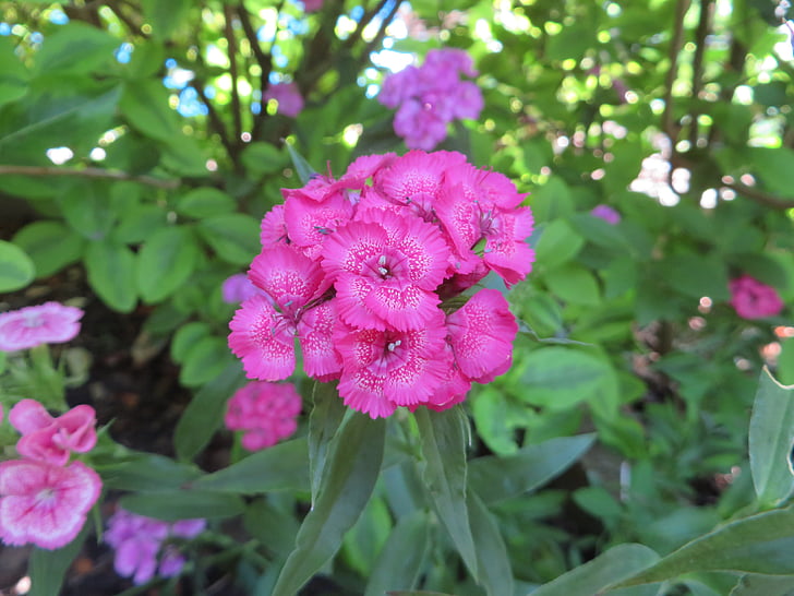 flower, nature, plant, beautiful flower, garden, summer, spring