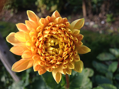Dahlia, cvijet, žuta