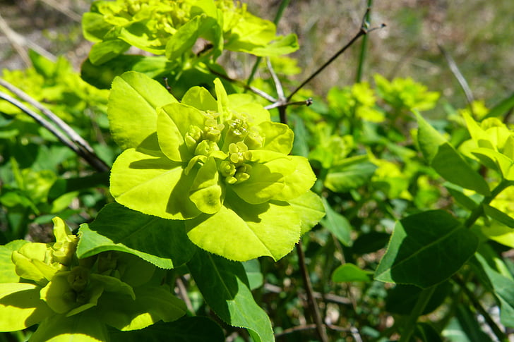 fiori, fiore verde, macro, natura, giardino, piante, sbocciato