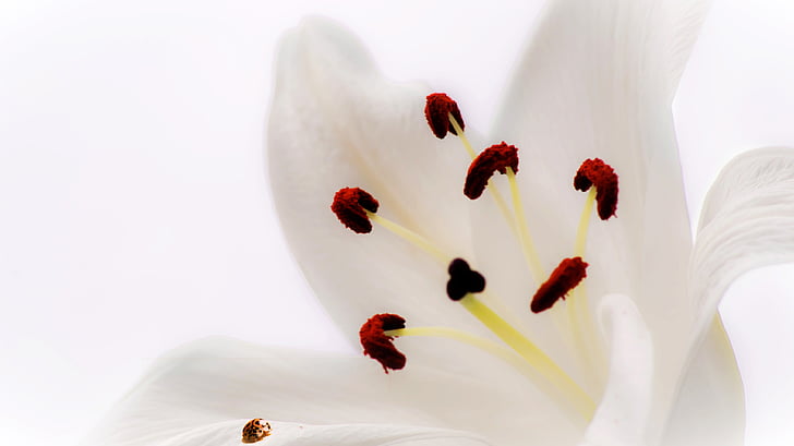 Blume, Lys, Marienkäfer, Rosa, Insekt, Fleur de lys, Tapete