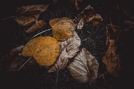 autunno, caduta, foglie, natura, giallo, foglia, arancio