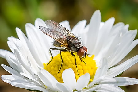 blomst fly, fly, tusenfryd, Dryss, makro, eng, pollinering
