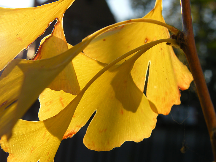 Gingko, Leaf, lämnar, hösten, färgglada, dekoration, dyka upp