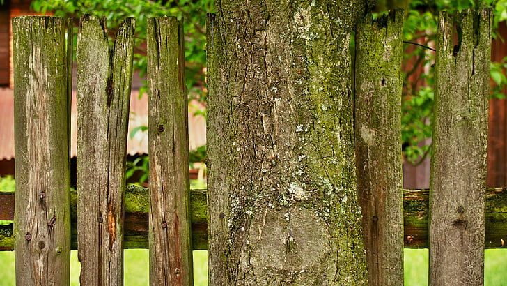 árbol, cerca de, verde, jardín, madera - material, naturaleza, al aire libre