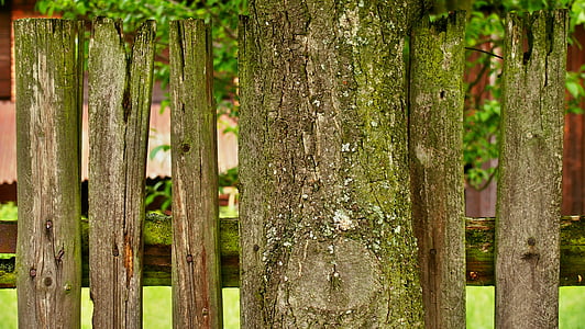 albero, recinzione, verde, giardino, legno - materiale, natura, tempo libero