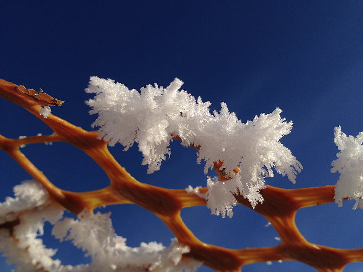 frost, crystals, rime, nature, blue, sky