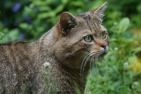 kočka divoká, lesní kočka, predátor, chráněný, savec, Pozor, Evropská