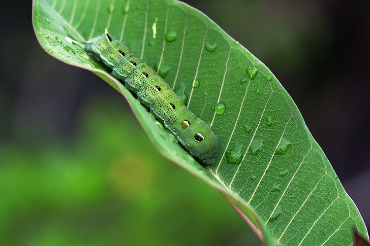 Caterpillar, Closeup, vert, macro, biologie, arrière-plan, en détail