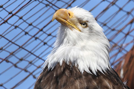 Bald eagle, Eagle, Raptor, rovfågel, Cage, räkenskapsuppfattningar