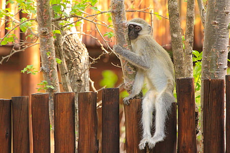 маймуна, Южна Африка, природата, животински свят, животни