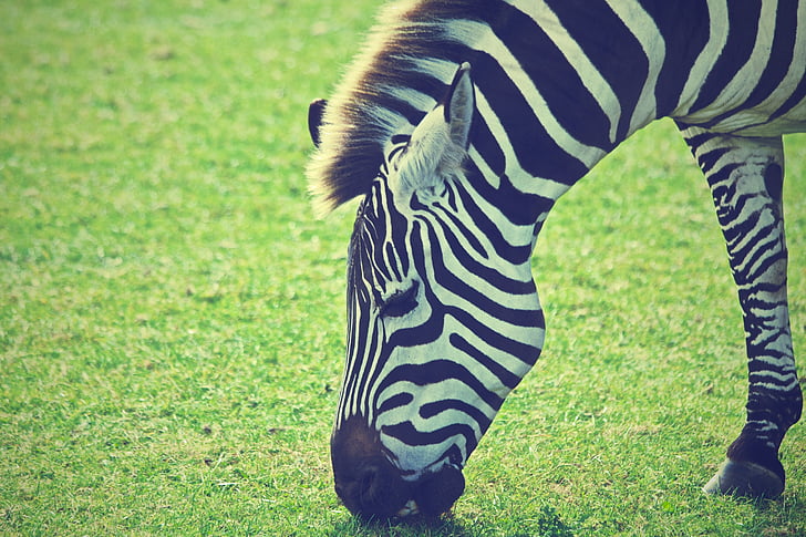 plitka, fokus, fotografije, Zebra, jede, trava, preko dana