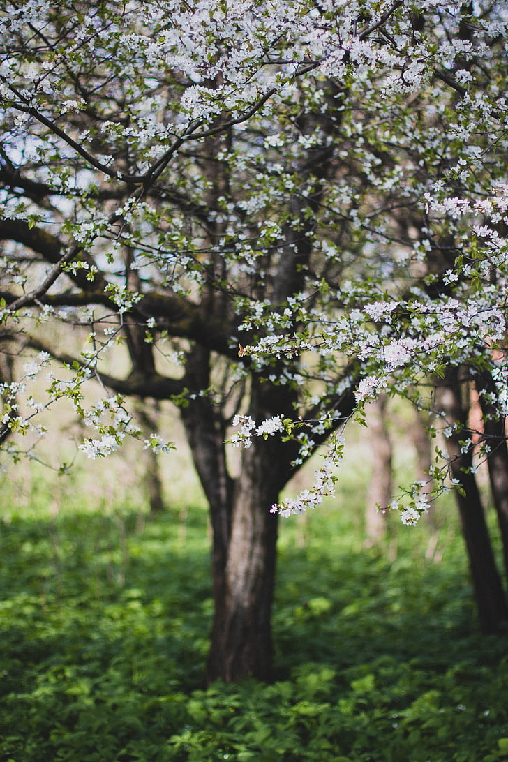 bloom, blossom, depth of field, flora, flowers, nature, trees