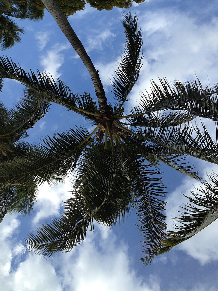albero di cocco, Tropical, Hawaii, Isola, estate, Tropic, Paradiso