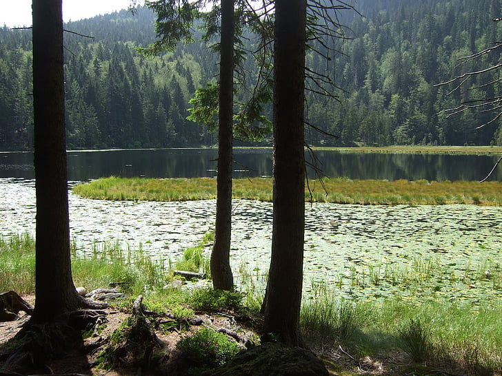 foresta bavarese, Lago, paesaggio, natura, alberi, albero, acqua