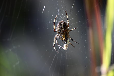 spider, macro, close, cobweb, nature, fear, network