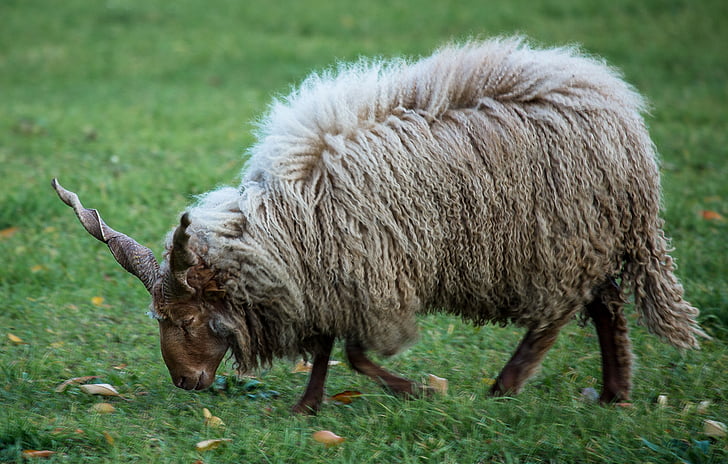 lamb, sheep, pets, four-legged, white, animal, farm