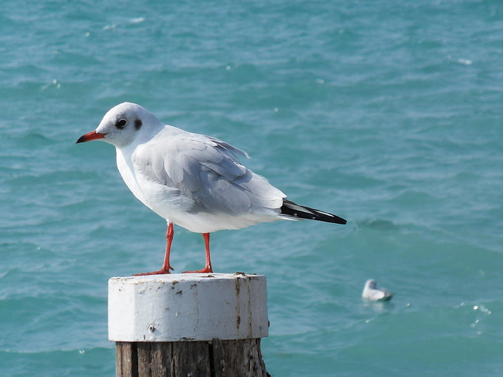 seagull, bird, water bird, lake, garda, sea