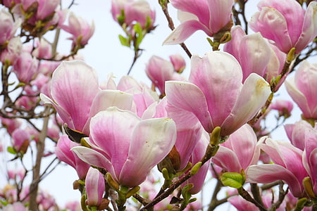 Tulip magnolia, lilled, blütenmeer, Magnolia x soulangeana, Magnolia, magnoliengewaechs, Magnoliaceae