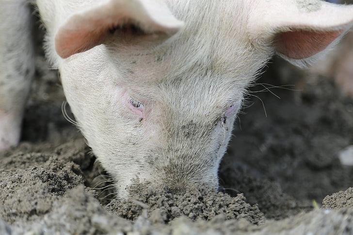 świnia, SOW, zwierzęta gospodarskie, Happy świń, gospodarstwa, Rolnictwo, Świnia domowa