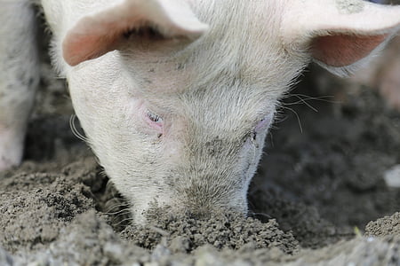 돼지, 뿌리 다, 가축, 행복 돼지, 농장, 농업, 국내 돼지