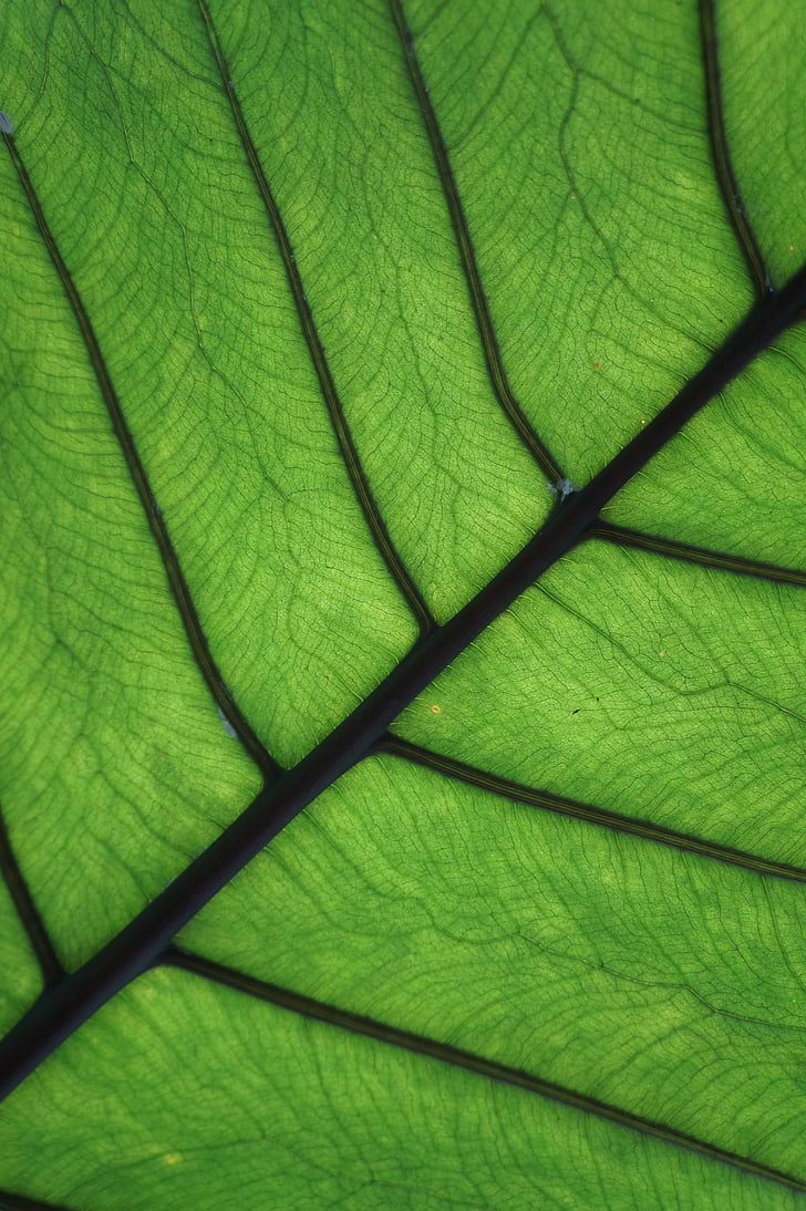 leaf, close, palm, nature, leaves, back light, light and shadow