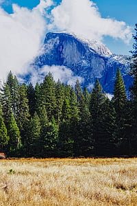 meia cúpula, Yosemite, Parque Nacional, Califórnia, paisagem, Prado, floresta