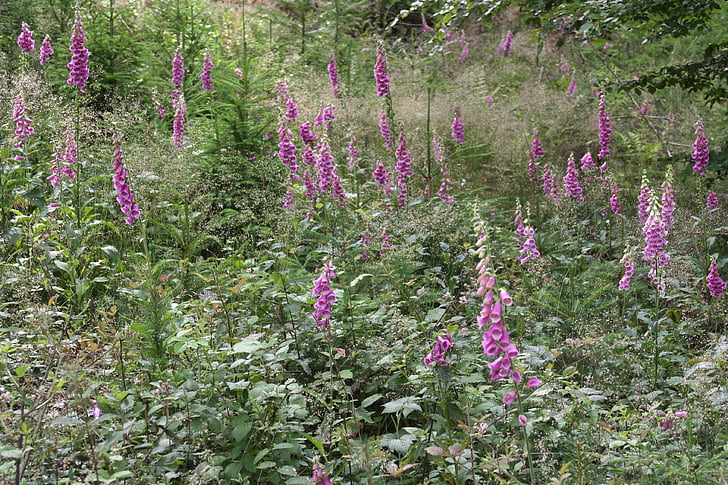 Sommerwiese, Fingerhut, lila, Juni, Glade, Pfalz, Natur