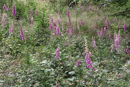 夏の草原, 指ぬき, 紫, 6 月, 空き地, プファルツ州, 自然