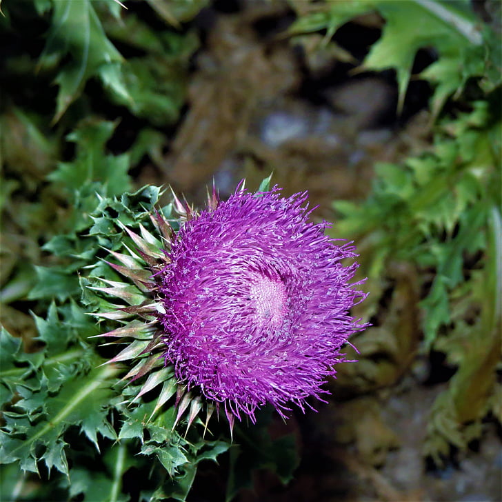 thistle, flower, wild, weed, green, nature, plant