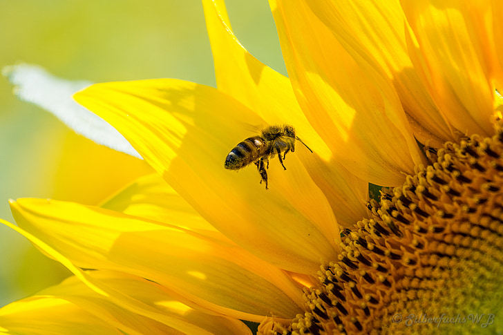 albine, floarea soarelui, galben, ocupat de albine, multă lumină naturală, vara, floare