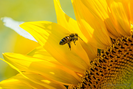Bee, Slnečná kvetina, žltá, Včielka, dostatok prirodzeného svetla, letné, kvet