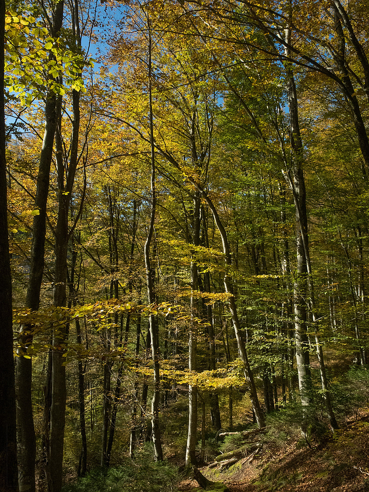 musim gugur, hutan, kaki, daun, pohon, cahaya, matahari