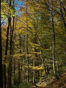 Есен, гора, далеч, листа, дървета, светлина, слънце