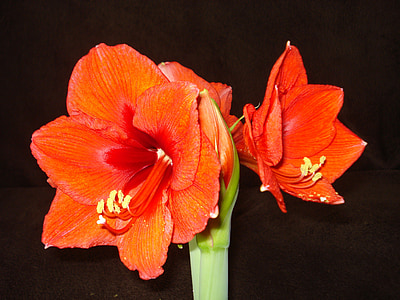 Amaryllis, červený kvet, kvet