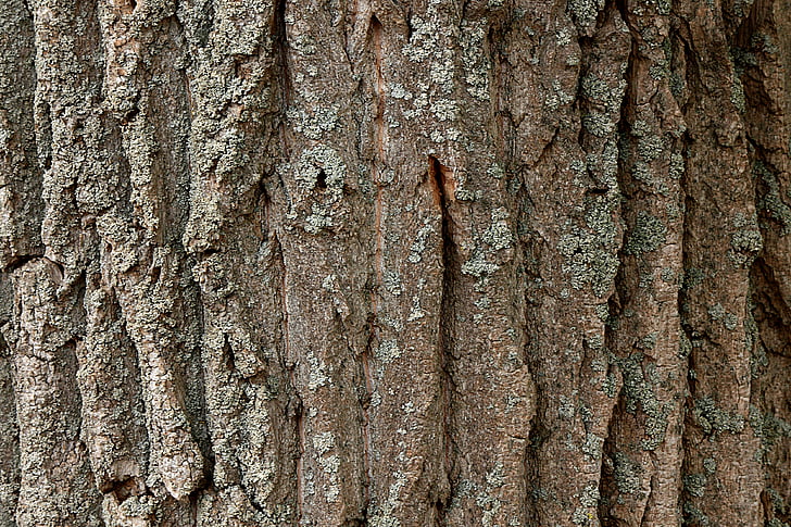 træ, Tree bark, poppel, bark