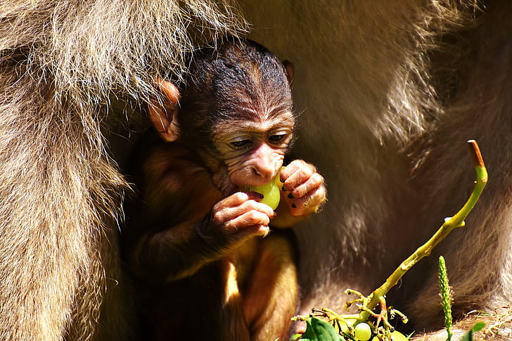 бебе маймуна, берберски маймуна, застрашени видове, ядат, маймуна планински Салем, животните, диво животно