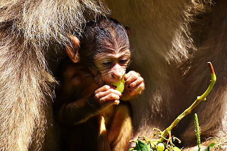 Baby abe, Barbary ape, truede arter, spise, Monkey mountain salem, dyr, vilde dyr
