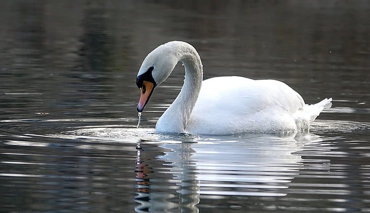 swan, water, lake, white, noble, water bird, mirroring
