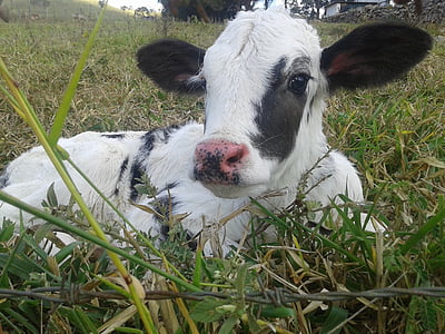 farm, cattle, animal, puppy, veal, cow, calf