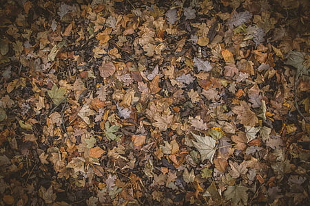 autumn colours, autumn leaves, autumnal, brown, hd wallpaper, nature photography, texture