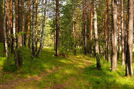 forest, pine trees, trail, road, summer, wild, travel
