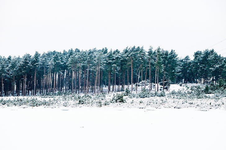 foto, zaļa, koki, uz kuriem, sniega, dienas, meža