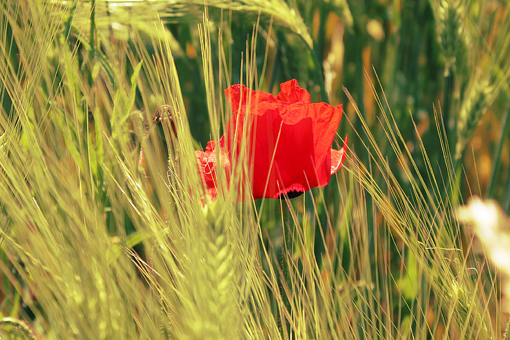 poppy, field, cornfield, cereals, red, flower, nature