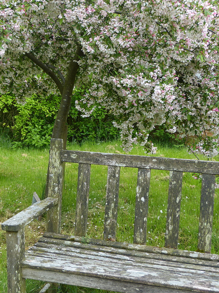 banka, Sit, staré, strom, kvet, sedadlo, drevo