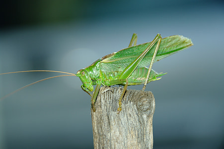 konik, grasshopper, feb, insect, nature, animal, locust