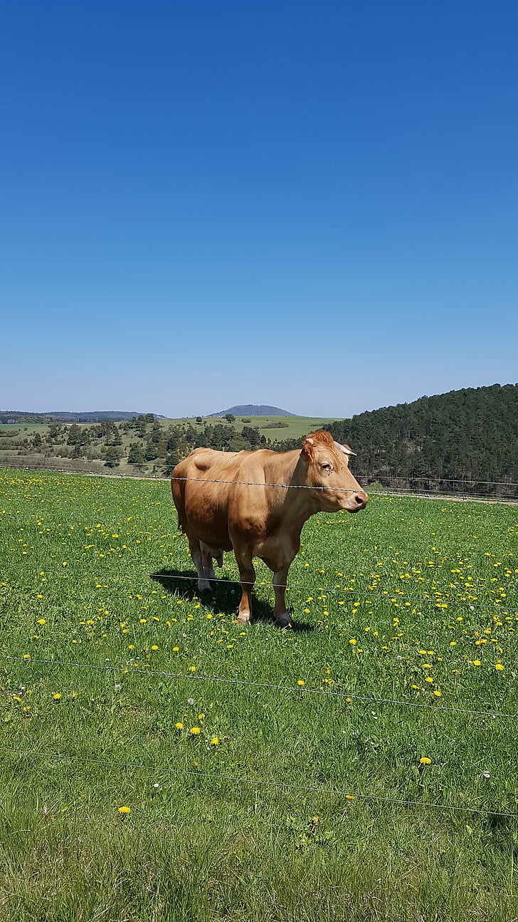 Kuh, Weide, Kühe, Landwirtschaft, Rinder, Bauernhof, Ländliches Motiv