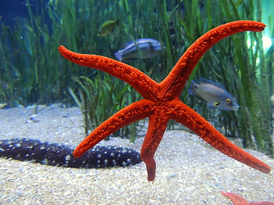 морска звезда, вода, море, подводни, meeresbewohner, звезда, морски животни