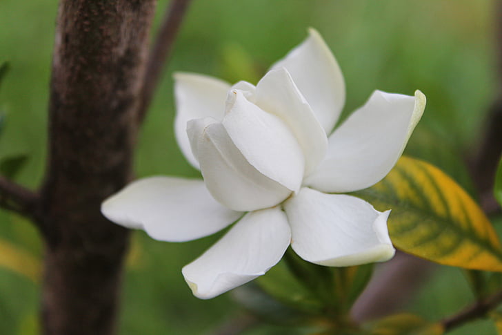 Gardenia, fleur, blanc, pétale, flore, Blossom, Jasmin