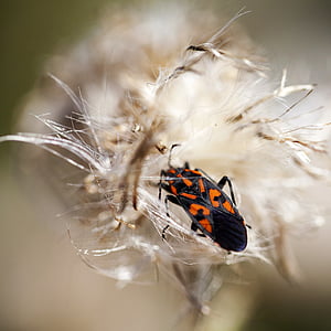 Beetle, Chardon sec, en détail, nature, automne